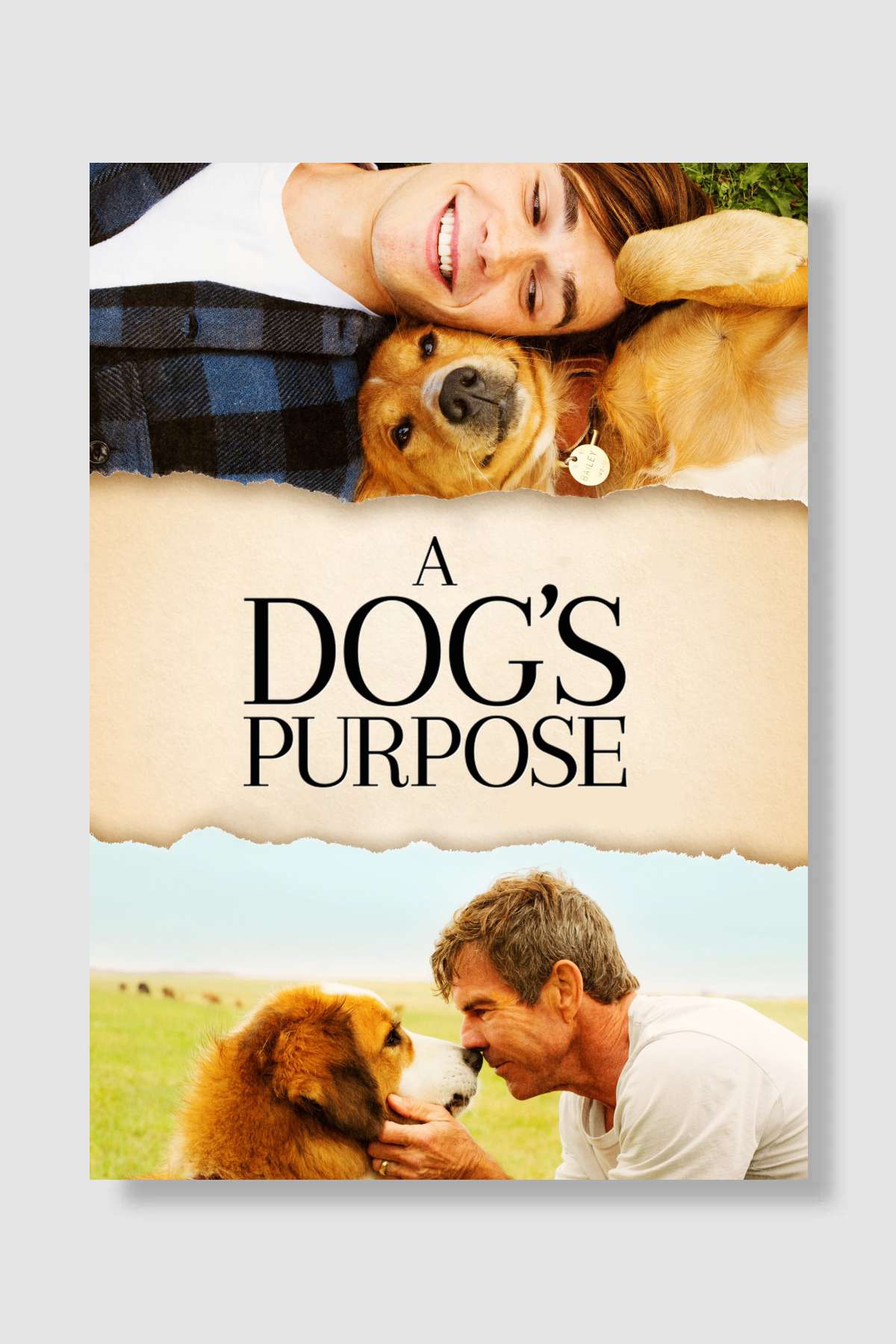Can Dostum - A Dog's Purpose Film Poster Çerçevesiz Yüksek Kalite Film Afiş Duvar Poster