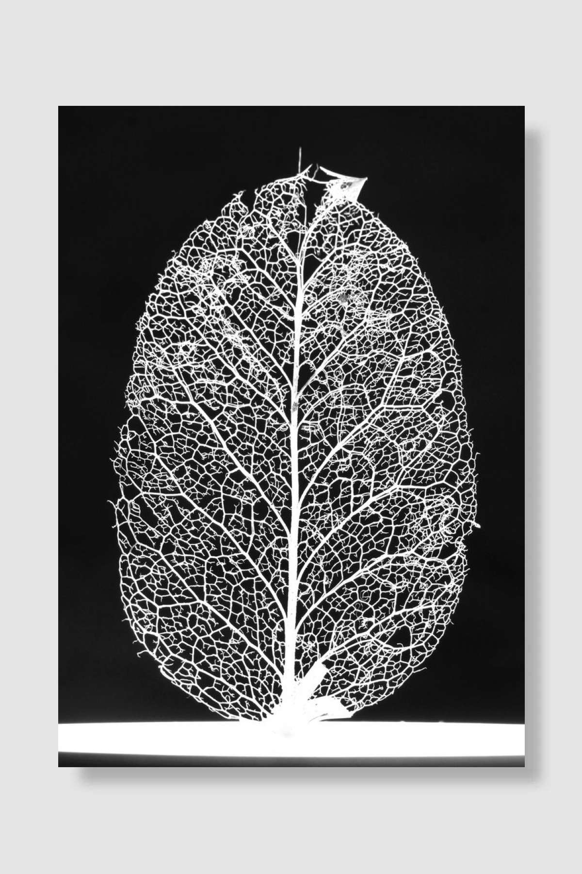 Leaf Skeleton White Black Müzik Poster Çerçevesiz Yüksek Kalite Müzik Afiş Duvar Poster