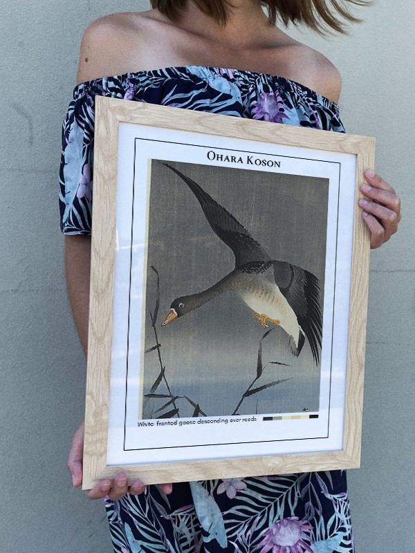 Ohara Koson White-fronted goose descending over reeds Poster